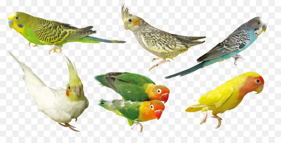 Pájaros Coloridos，Loros PNG