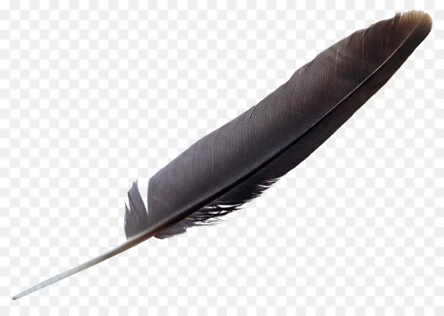 Pájaro，Pluma PNG