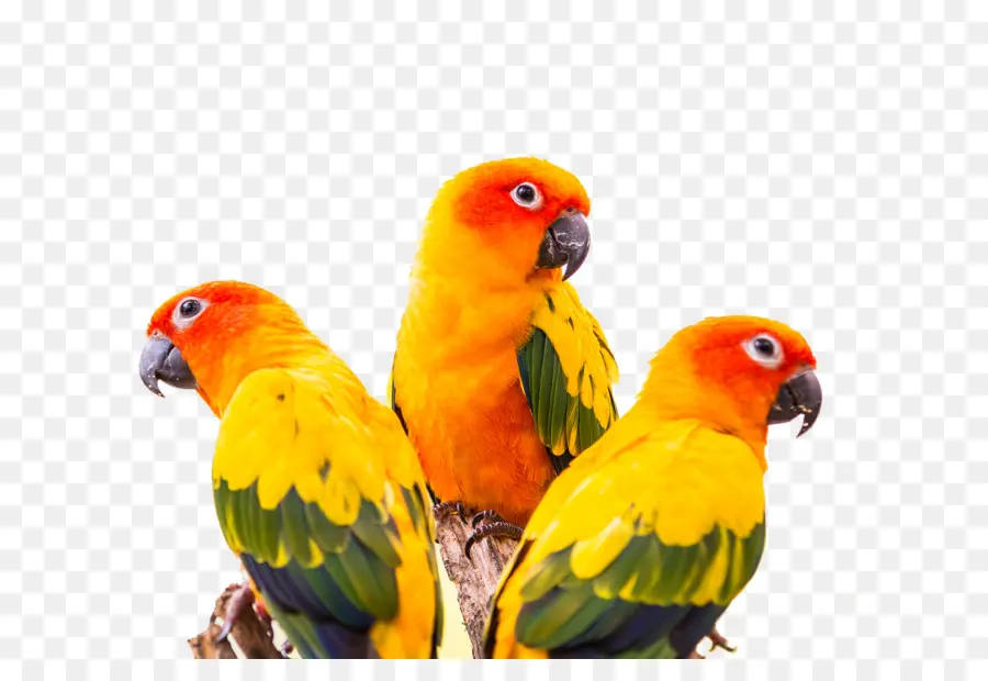 Sun Conure，Greencheeked Perico PNG