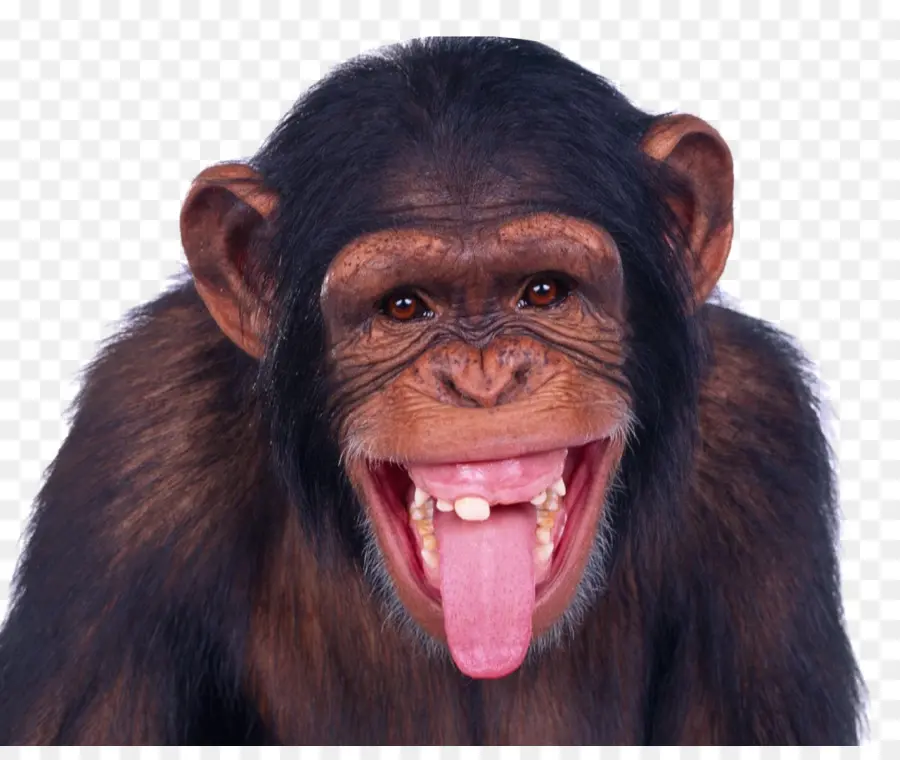 Mono，Chimpancé PNG