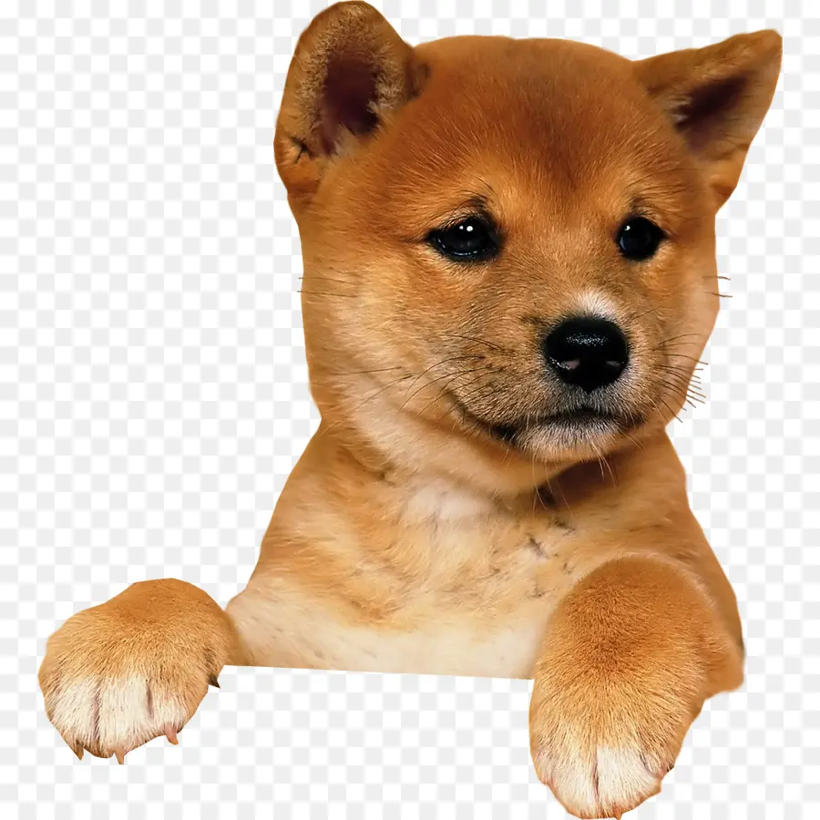 Cachorro，Lindo PNG