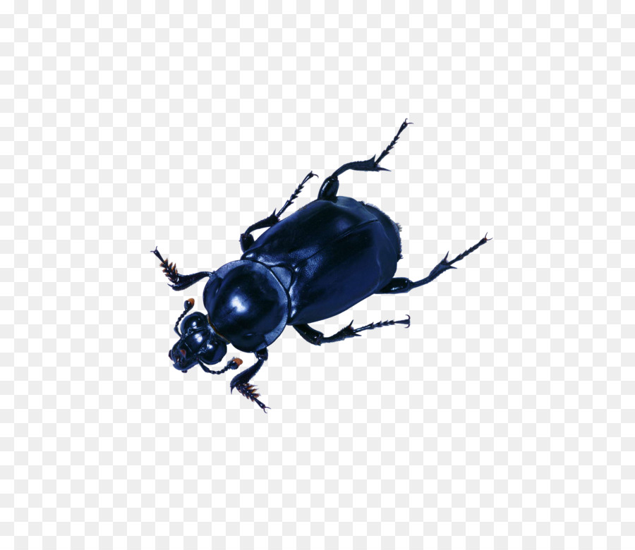 Escarabajo，Mariposa PNG