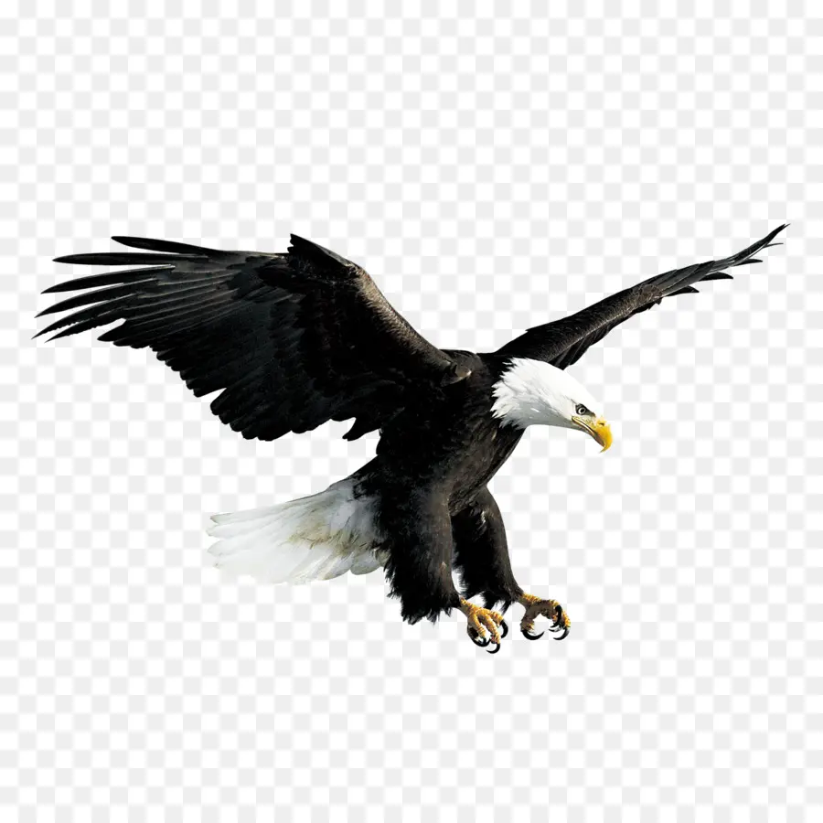 águila，águila Calva PNG