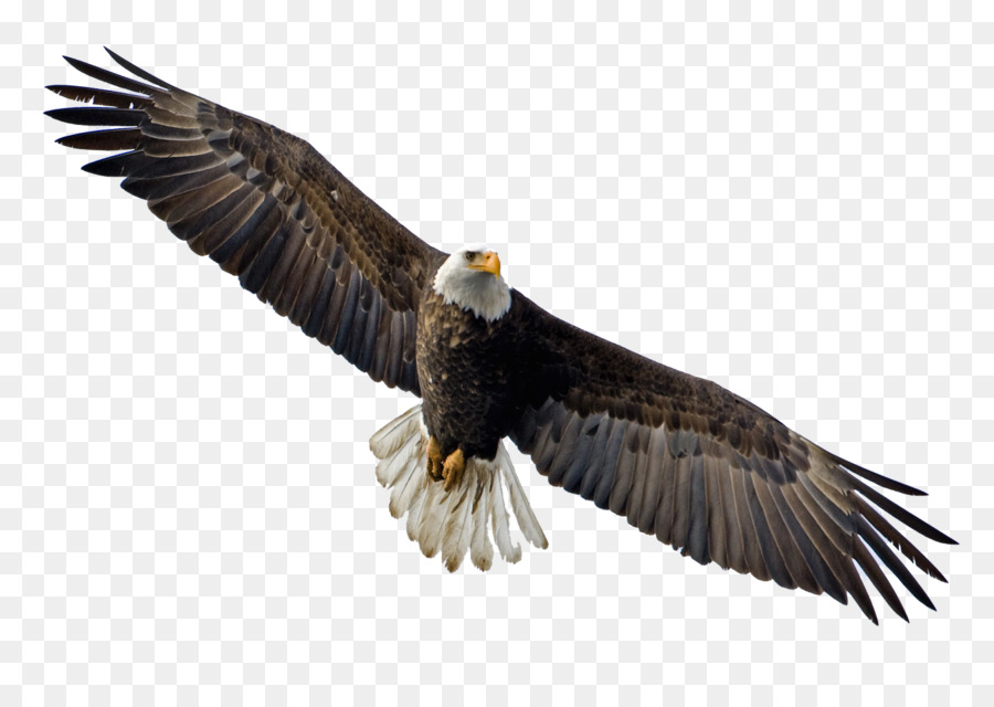 águila Calva，águila PNG