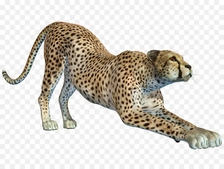 Cheetah，Leopard PNG