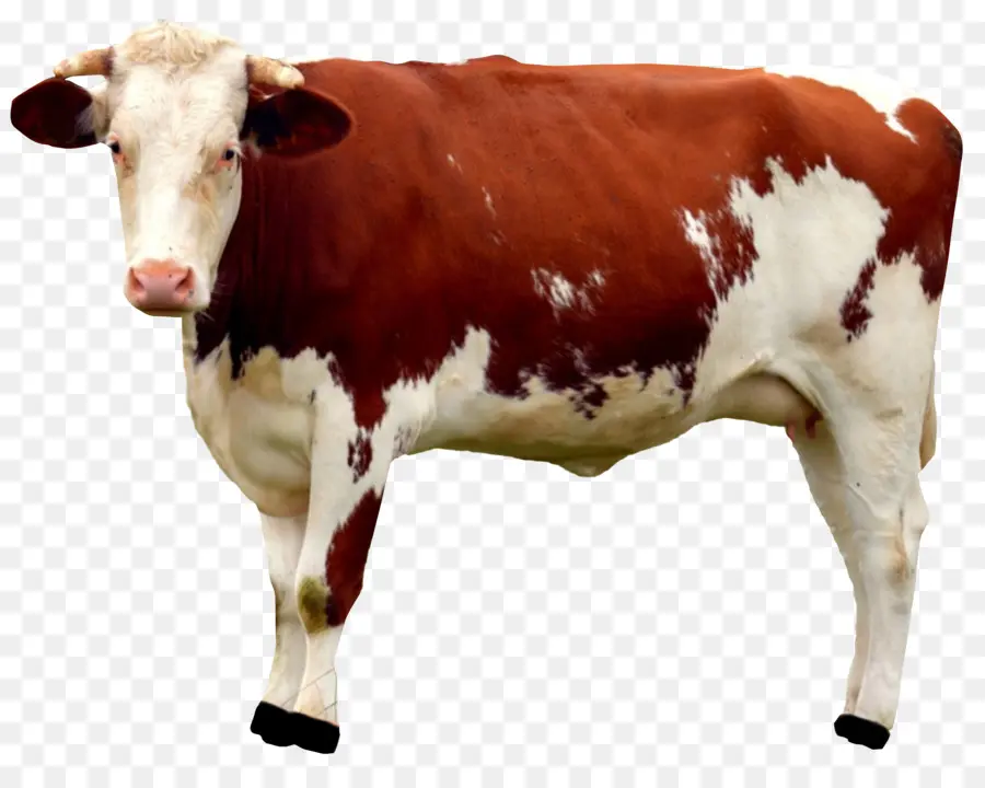 El Ganado，La Leche PNG