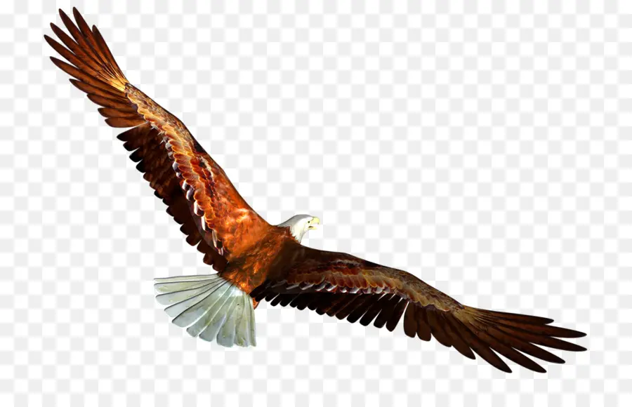 águila，Águila Calva PNG