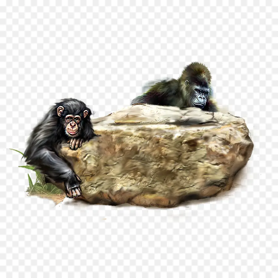 Cheetah，Chimpancé PNG