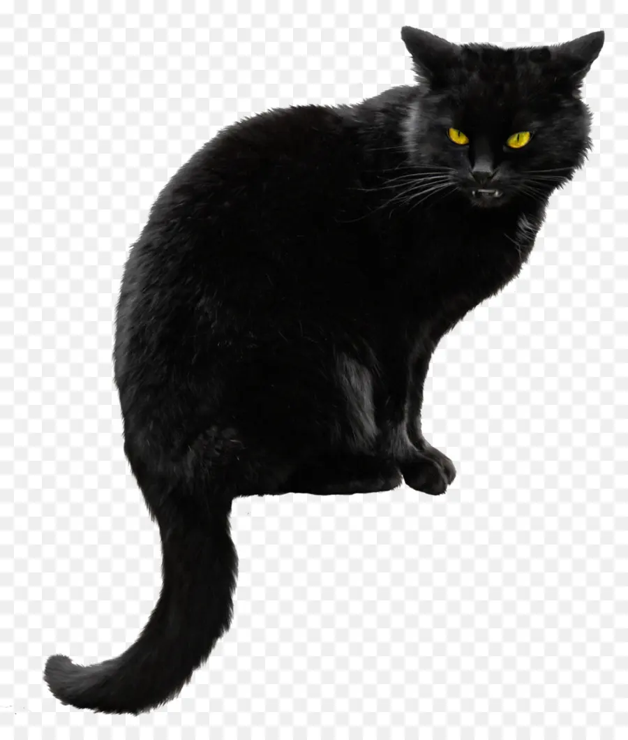 Gato Siberiano，Gatito PNG