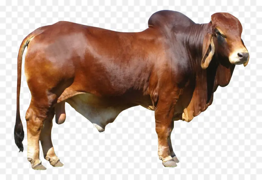 Toro，Ganado PNG