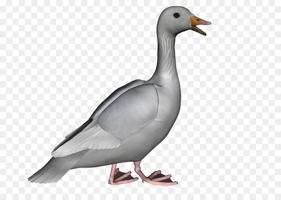 Gaviota，Vuelo PNG