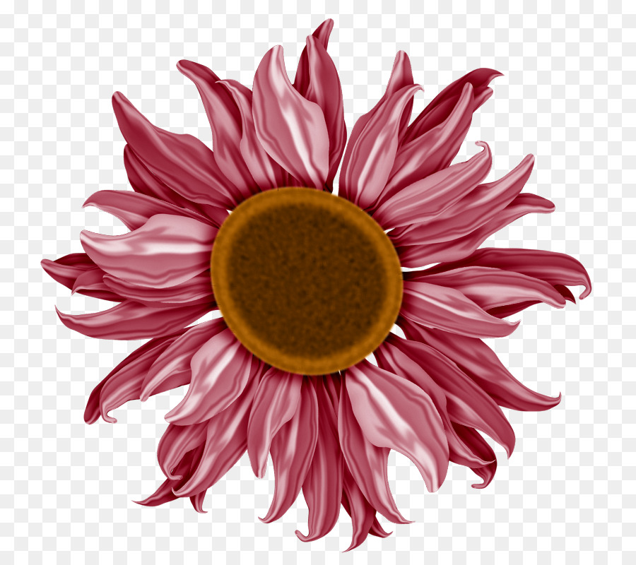 Crisantemo，Transvaal Daisy PNG