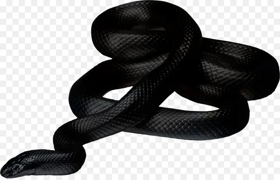 La Serpiente，Reptiles PNG