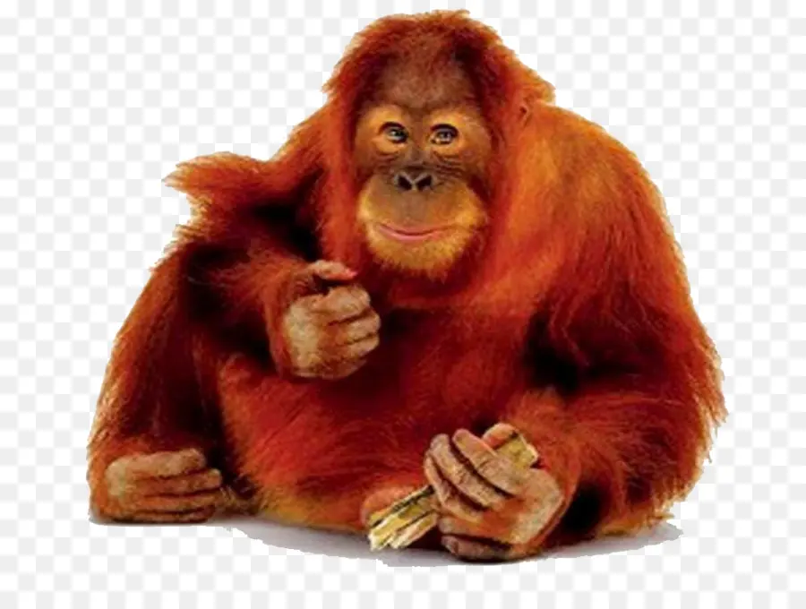 Orangután De Sumatra，Chimpancé PNG