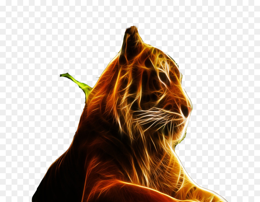 Tigre，Felidae PNG