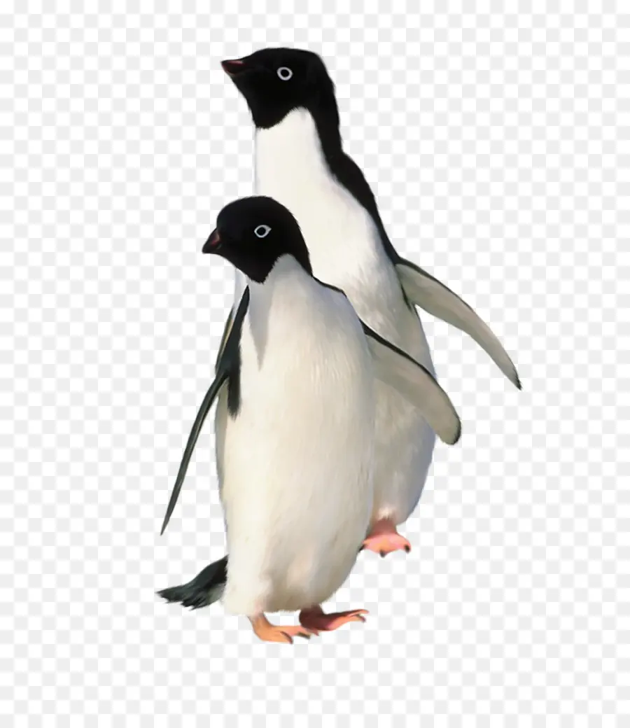 Pingüinos，Pájaro PNG