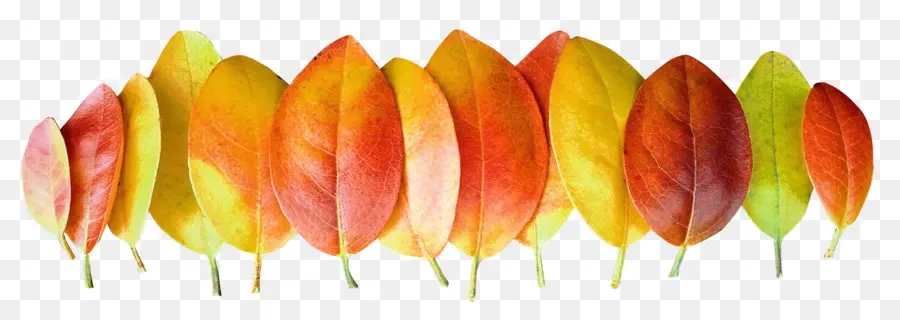 Hojas De Otoño，Caer PNG