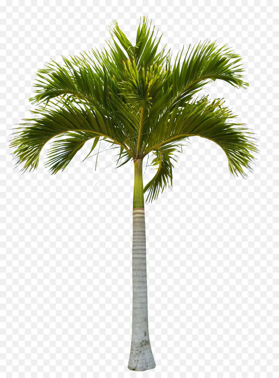 árbol，Coco PNG