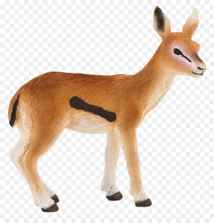 Gazelle，Amazoncom PNG