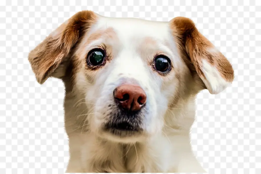 Perro Blanco，Mascota PNG