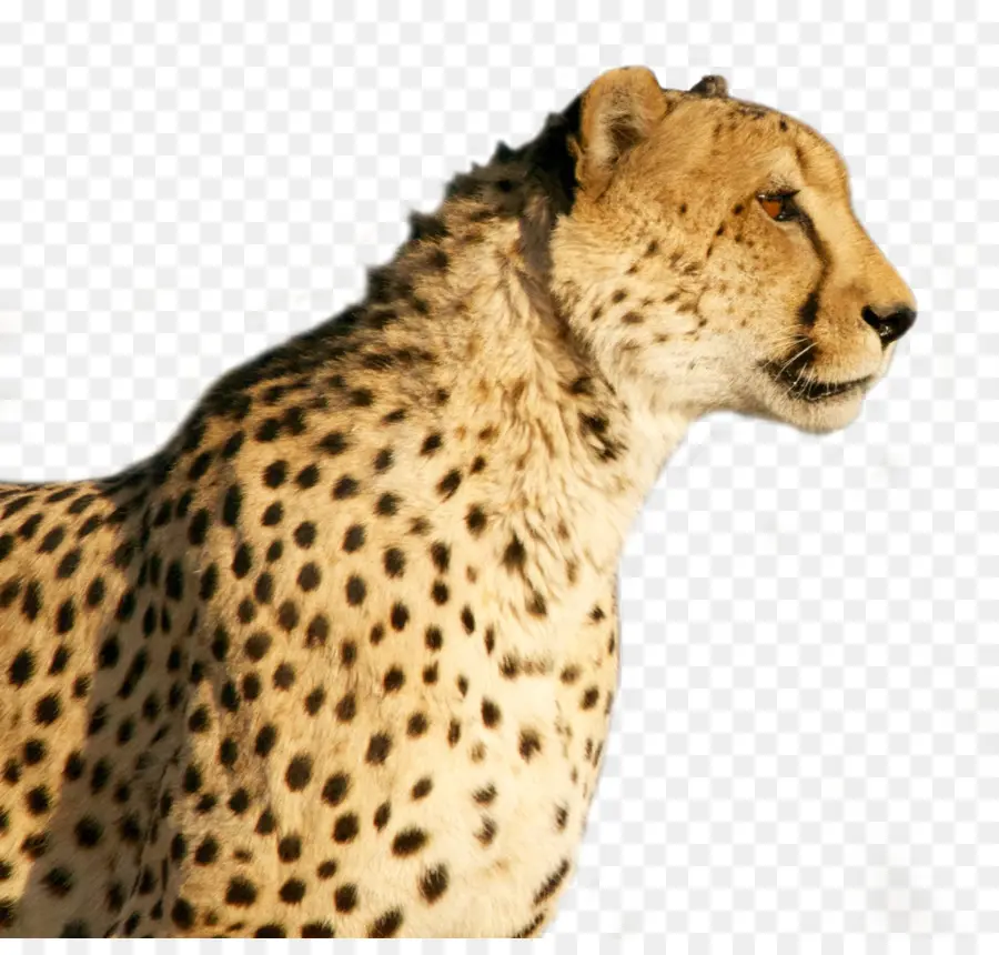 Cheetah，Gato PNG