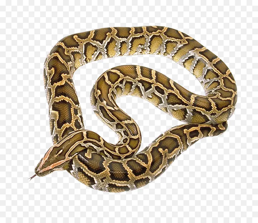La Serpiente，Python PNG