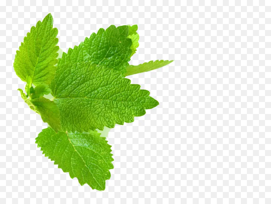 Hojas De Menta，Hierba PNG