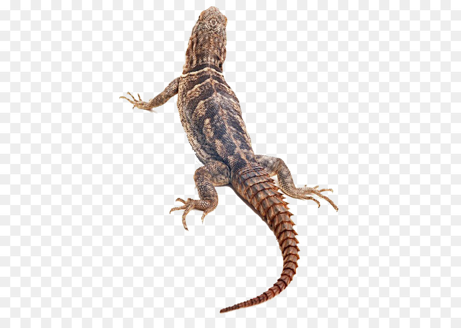 Lagarto，Reptiles PNG