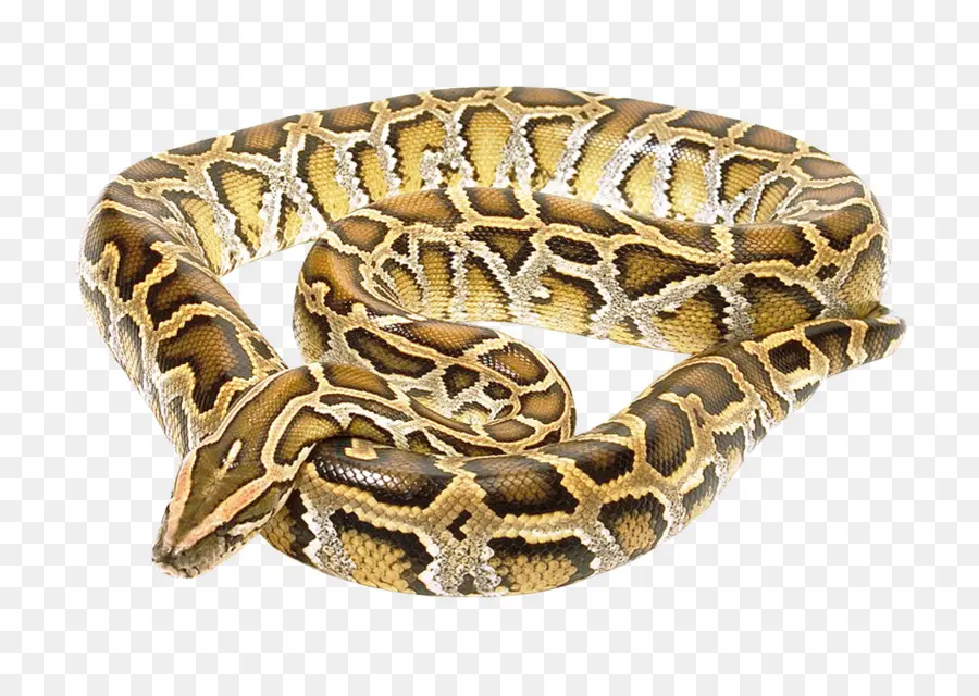 La Serpiente，Boa Constrictor PNG