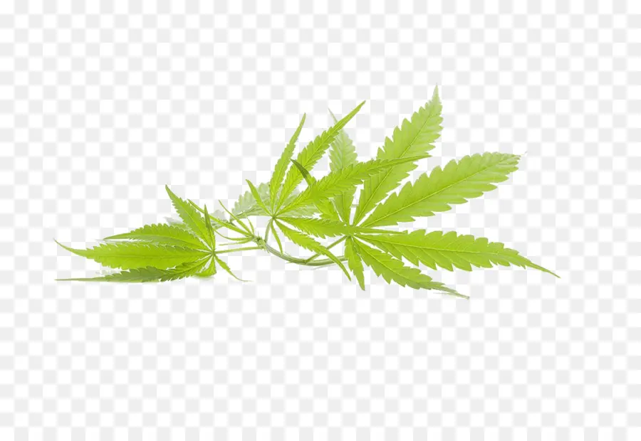 El Cannabis，La Marihuana PNG