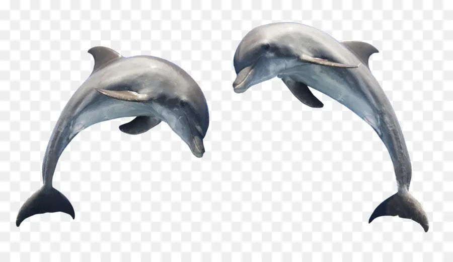 Dolphin，Gráficos Vectoriales Escalables PNG