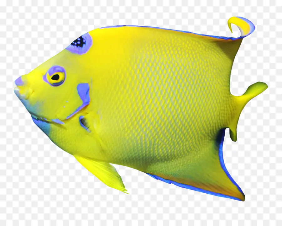 Pez Amarillo，Marina PNG