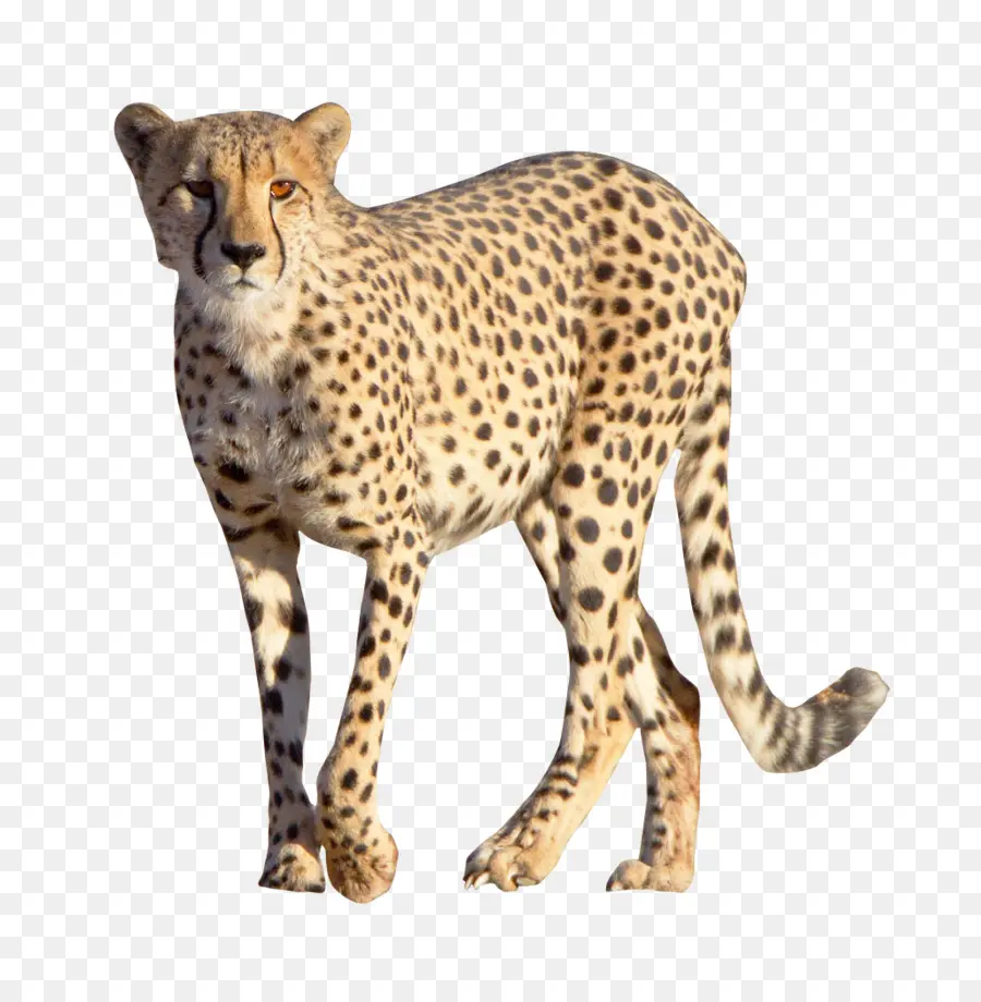 Cheetah，Leopard PNG