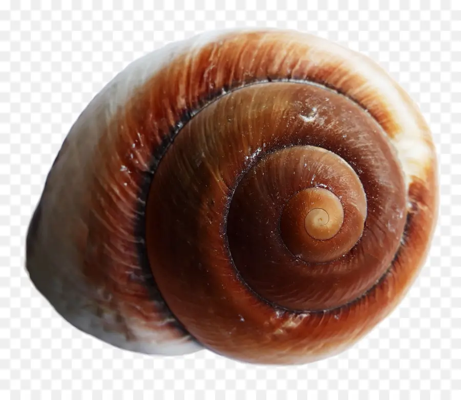 Caracol，Erizo De Mar PNG