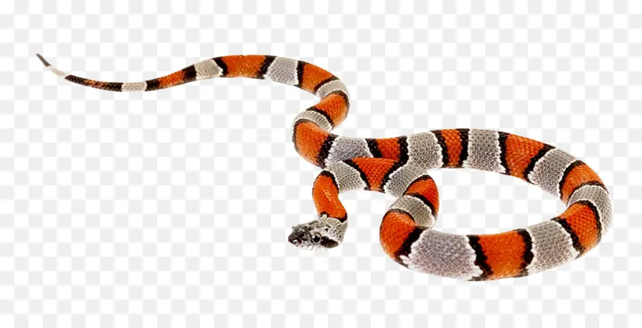 La Serpiente，Reptiles PNG