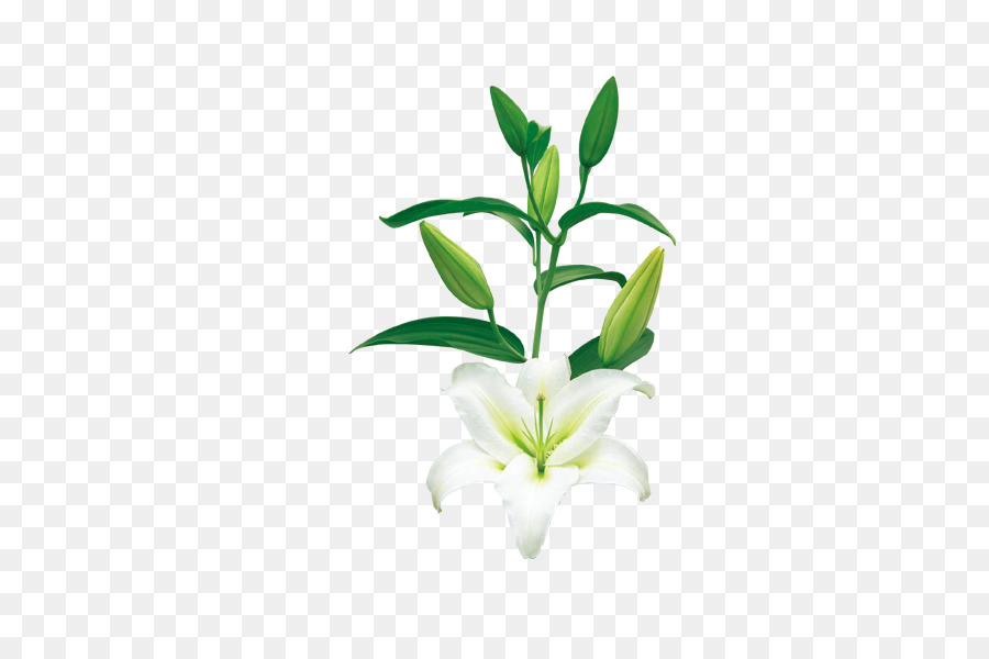 Planta，Flor PNG