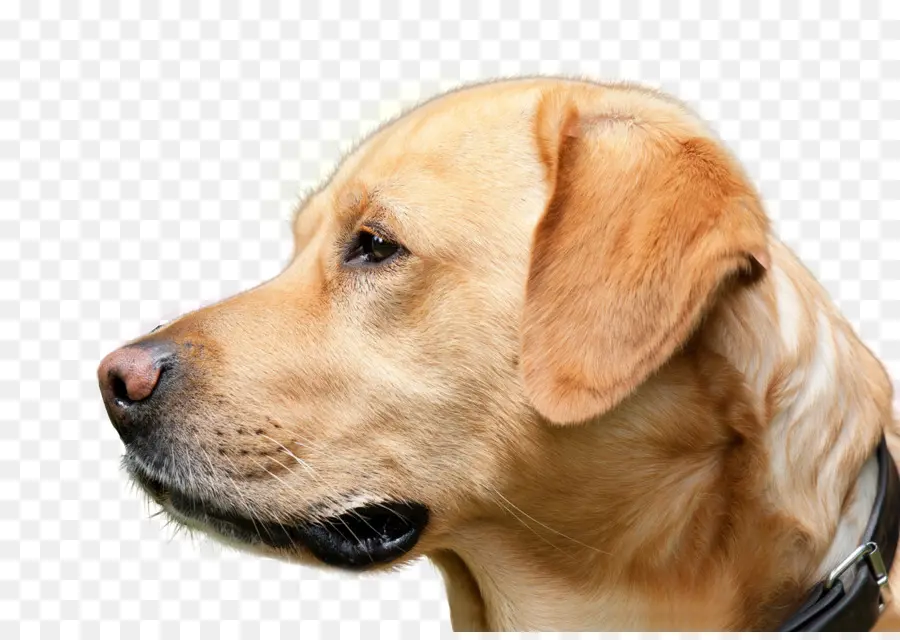 Labrador Retriever，Golden Retriever PNG