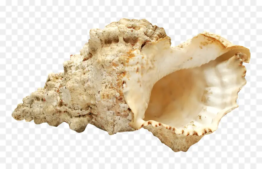 Concha De Caracola，Concha PNG