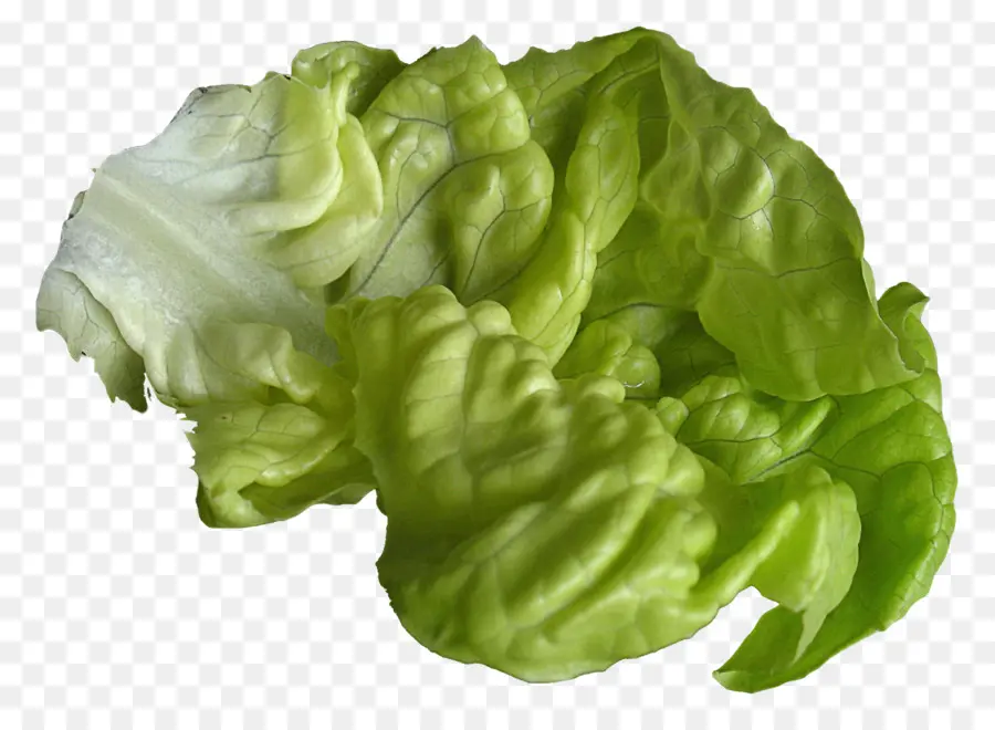 Lechuga Romana，Lechuga PNG