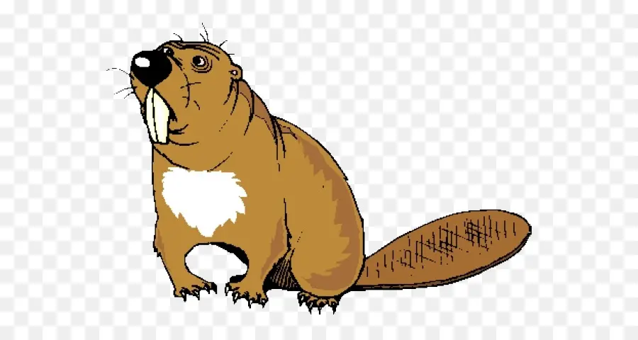 Beaver，Pixabay PNG