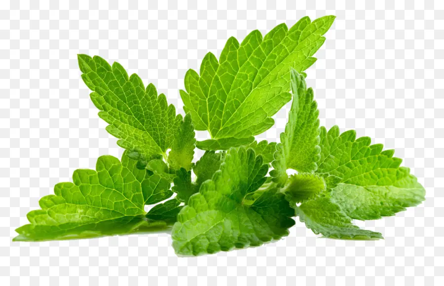 Mentha Spicata，Pachulí PNG