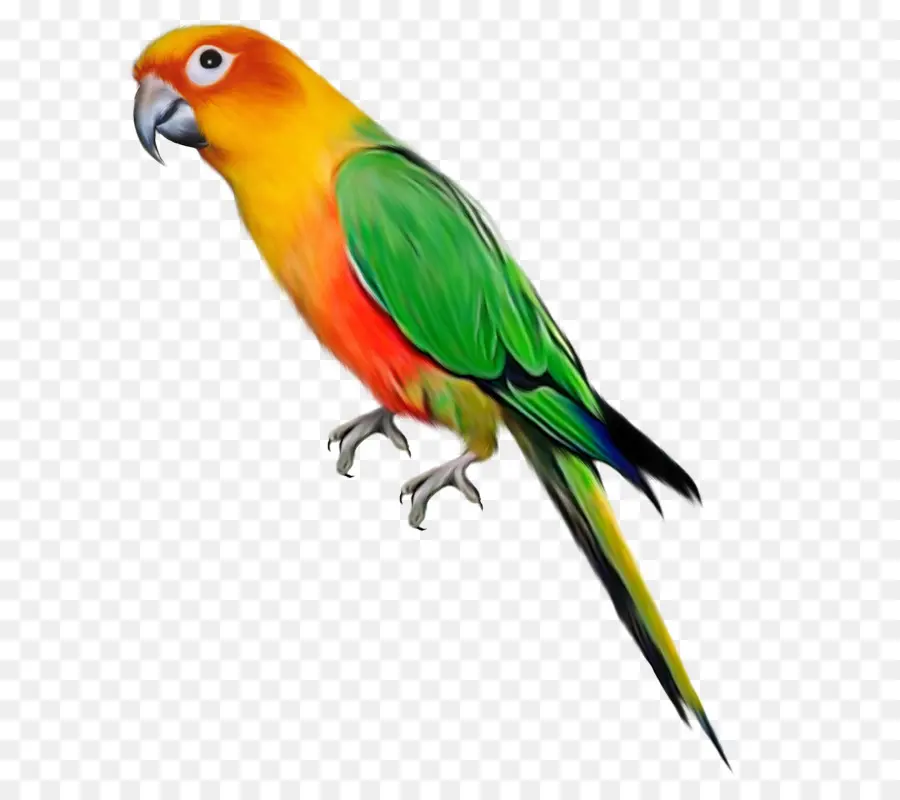 Parrot，Pájaro PNG