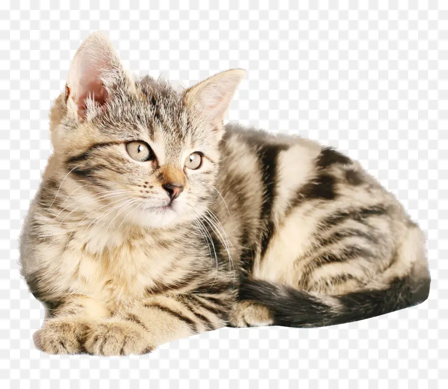 Gatito，Gato PNG