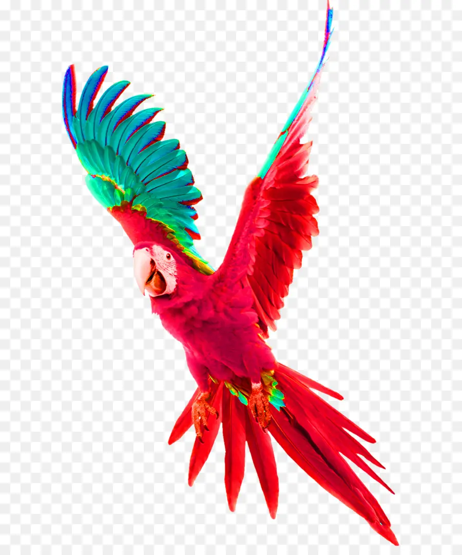 Parrot，Pájaro PNG