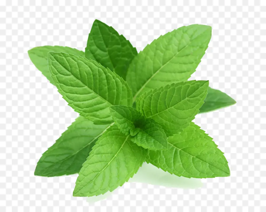 Menta，Apple Menta PNG