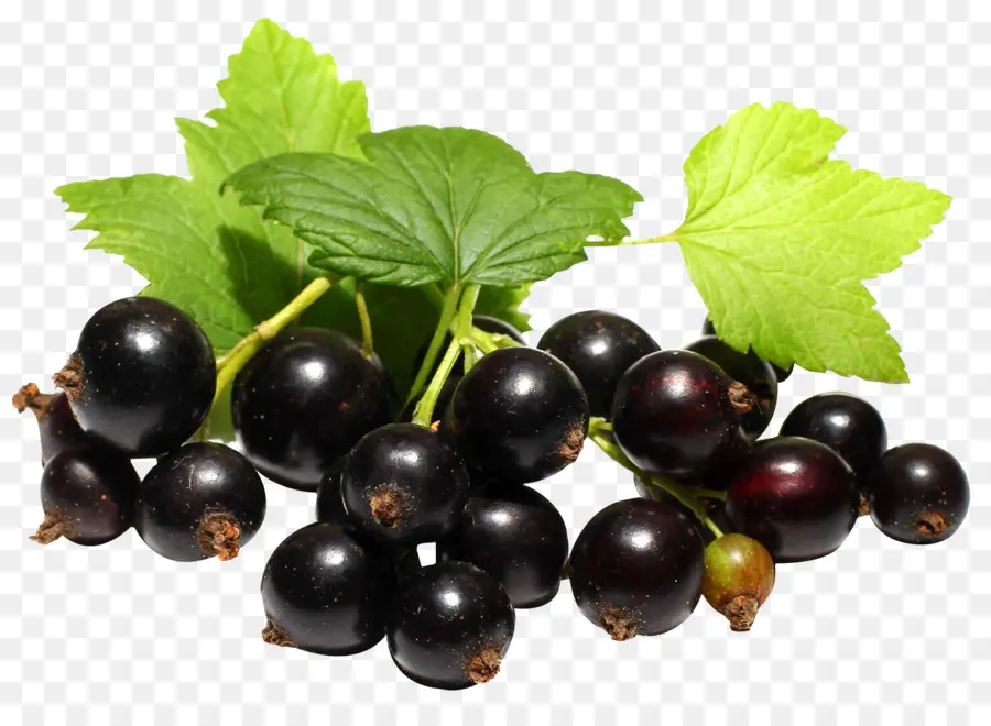 Jugo，Grosella Negra PNG