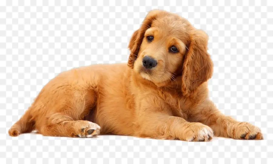 Perro，Mascota PNG