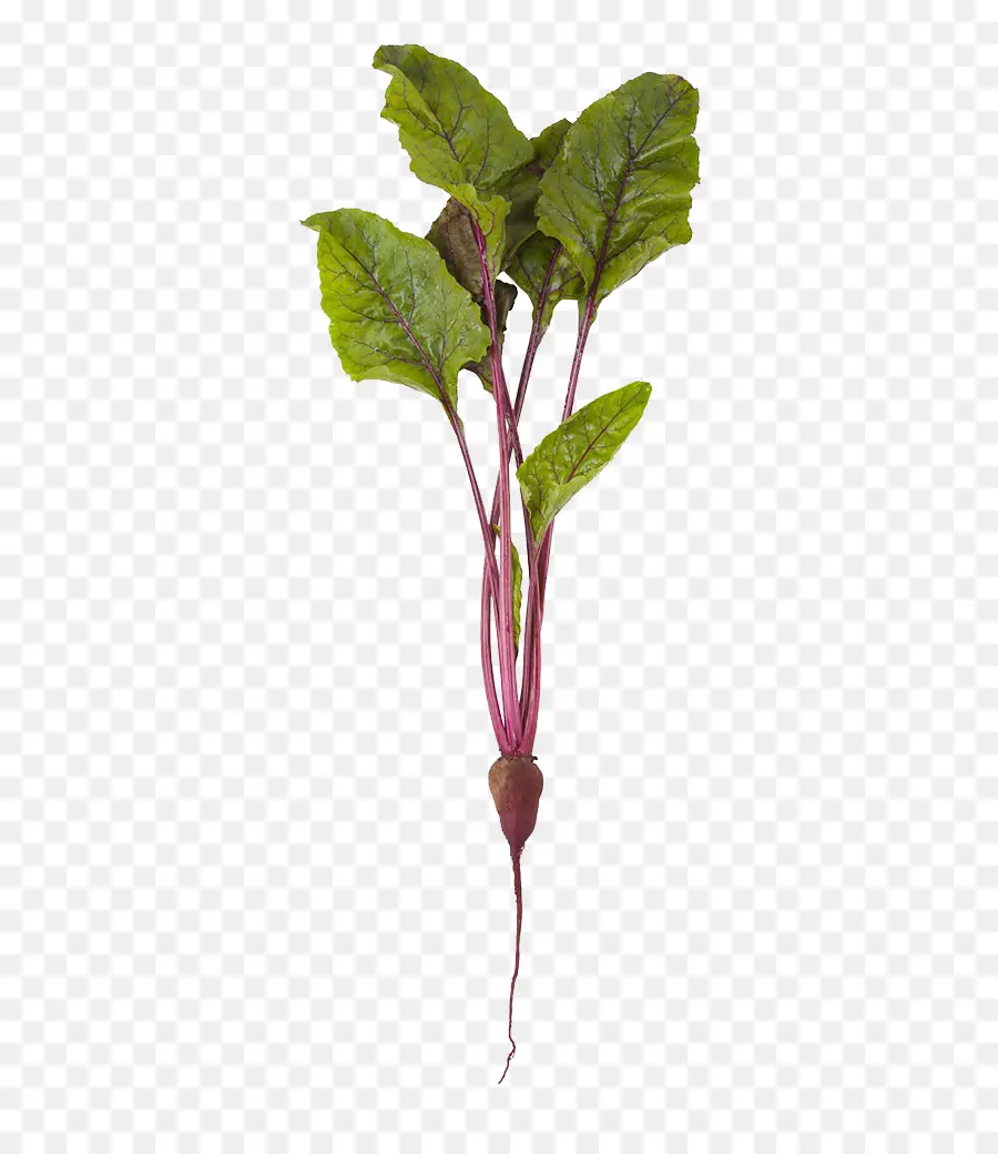 Planta De Remolacha，Hojas PNG