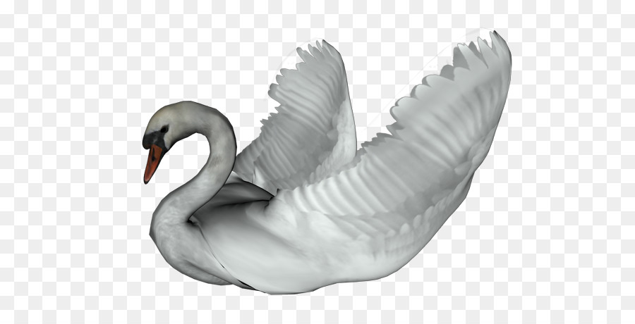 Cygnini，Pato PNG