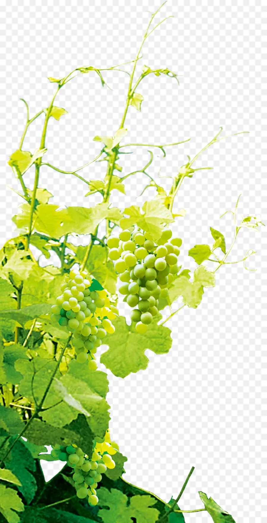 Uvas Verdes，Enredadera PNG